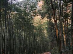 -西湖风景区十里琅珰-五云山