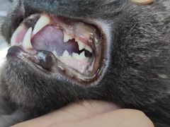 -关爱宠物医院·猫科中心·消化科(滨湖万达分院)