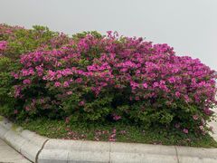 -梧桐山风景名胜区