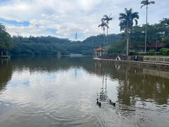 -深圳仙湖植物园