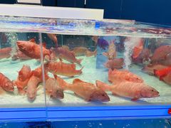 -盒马X会员店(上海森兰商都店)