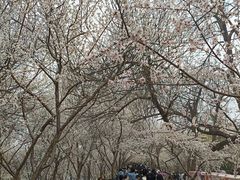 -桃花堤公园