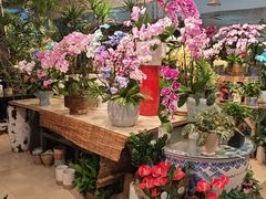 -双季花艺园艺市场(浦东店)