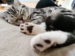 -猫和宫(六道口店)