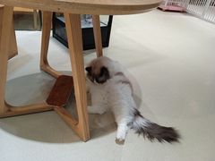 -藏猫猫咖啡主题馆(中央大道店)