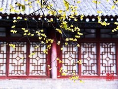 -西安大兴善寺