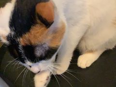 -猫猫幼稚园·撸猫·桌游·电玩