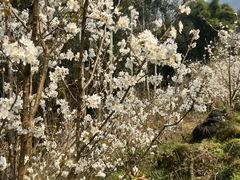 -樱桃山旅游景区