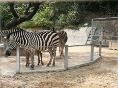 -泉州海丝野生动物世界