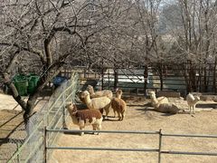 -青藏高原野生动物园