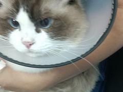 -博特宠物医院24h犬猫全科.骨科·异宠