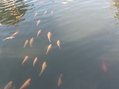 -长春市南湖公园