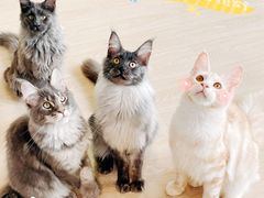-十年猫舍·猫咪专门店(普陀店)