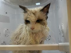 -宠物梦想家(日月豪庭店)