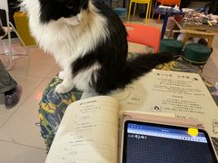 -平行世界·猫咖(首经贸店)