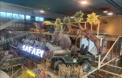 -卡通尼·Safari非洲探索乐园·生日会(金桥国际商业广场店)