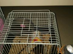 -中环花鸟鱼虫市场