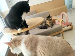 -鼓捣猫呢主题猫咖店