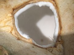 -东椰·海南椰子鸡火锅(朝阳门店)