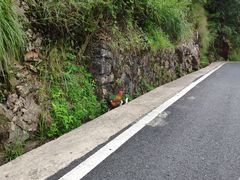 -绩溪龙川景区