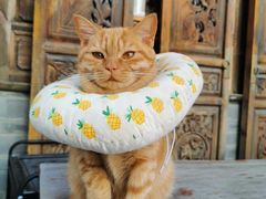 -喵屿·大理花园猫咖