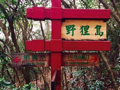 -野狸岛