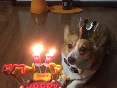 -爱侣宠医·鹦鹉专科·小型哺乳类·异宠专科(灵石路店)