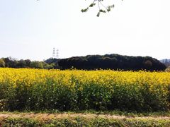 -八卦田遗址公园
