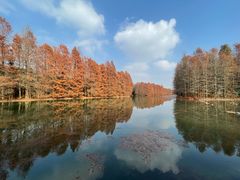 -上海海湾国家森林公园