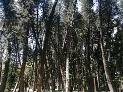-小洲村
