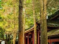 -顺峰山公园