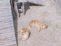 -青藏高原野生动物园