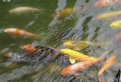 鱼儿-菖蒲河公园