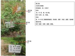 -丹樱生态园