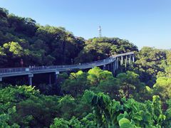 -金鸡山公园