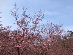 -东湖磨山景区