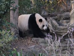 -成都大熊猫繁育研究基地