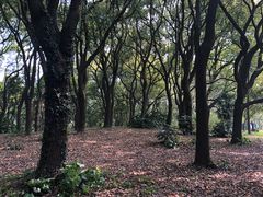 -上海共青森林公园