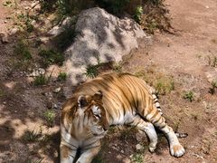 -西霞口神雕山野生动物世界