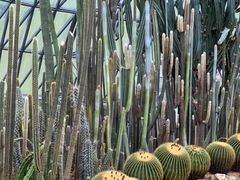 -深圳仙湖植物园