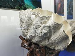 -贝壳王国博物馆