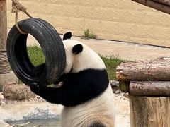 -石家庄市动物园