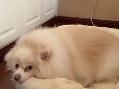 -瑞鹏瑞爱宠物医院·全科·猫科·血液透析中心(龙头寺店)