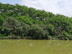 -大湾区中央湿地公园