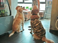 -百好乐宠物友好餐厅(朝外大街店)