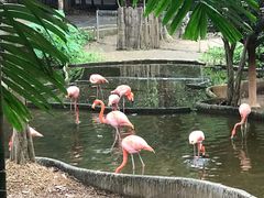 -清迈夜间动物园