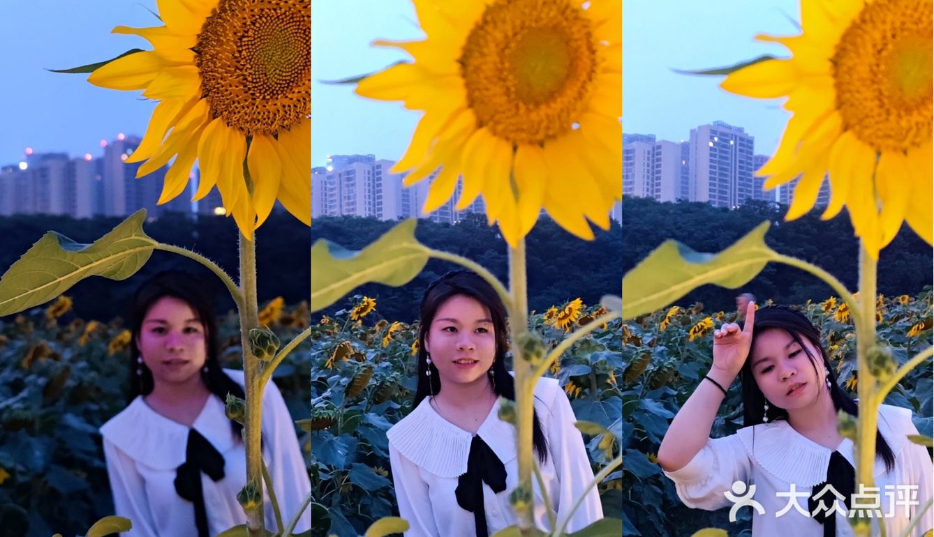 成都市区小众景点，向日葵花海。