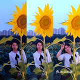 成都市区小众景点，向日葵花海。