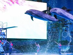 -海合安武汉极地海洋公园