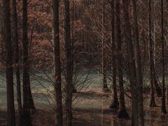 -桤木河湿地公园